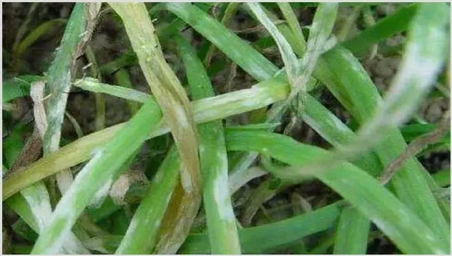 韭菜叶子发黄该怎么办 | 种植病虫害