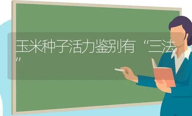 玉米种子活力鉴别有“三法” | 粮油作物种植