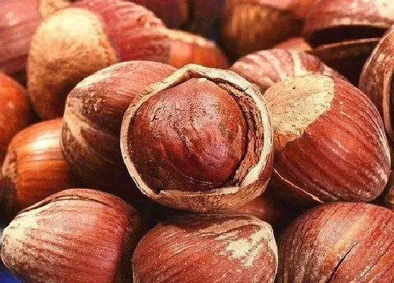食用须知|榛子是生吃好还是熟吃好