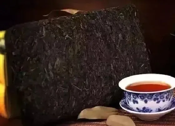 食用常识|茯砖茶属于什么茶 茯砖茶的功效与作用