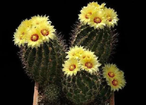 植物换土|金虎仙人球怎么换土 换土时间和方法