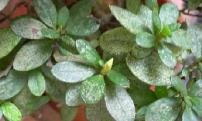 植物虫害|杜鹃花上有虫子怎么办（杜鹃花叶子被虫吃了怎么灭虫）