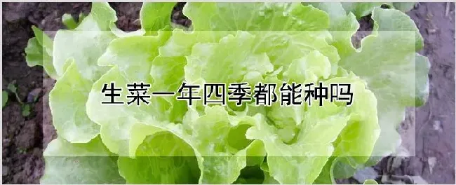 生菜一年四季都能种吗 | 农业技术