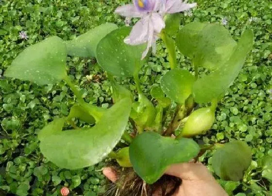 植物百科|水芙蓉开花吗 开的花是什么样子的