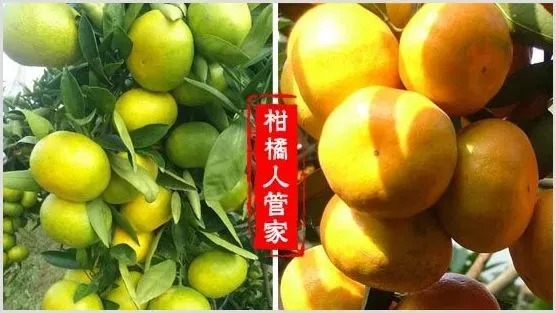 大分4号特早蜜【大芬四号柑桔】介绍及简介 | 种植技术