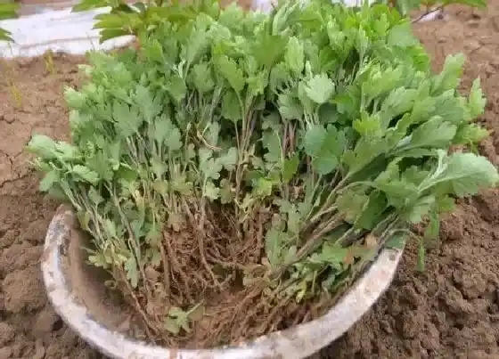 根部|菊花的根是什么样子的