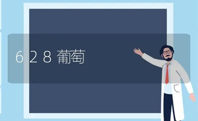 628葡萄 | 瓜果种植