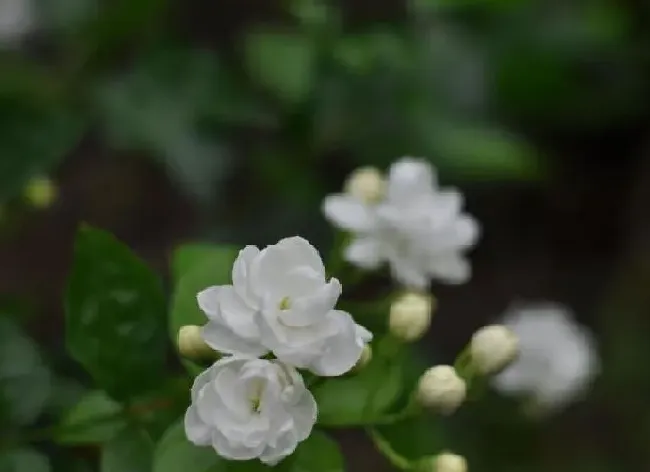 养殖方法|盆栽茉莉怎么养才长得好（怎样养好茉莉花盆景爆盆）
