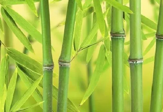 种植百科|竹子栽种方法和注意事项