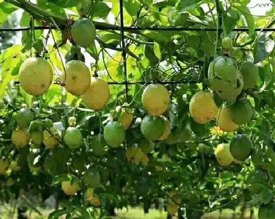 植物修剪|果树什么时候剪枝合适 几月修剪为最佳时间