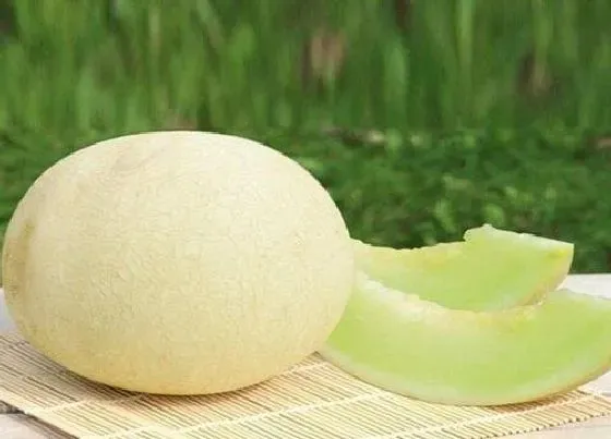 植物产地|白兰瓜是哪里的特产