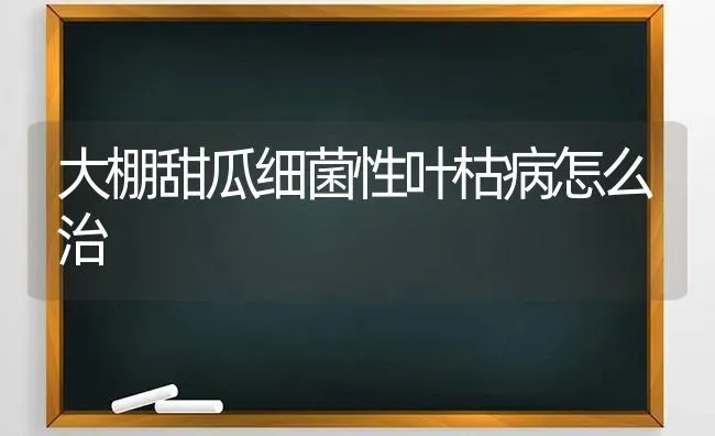 大棚甜瓜细菌性叶枯病怎么治 | 瓜果种植