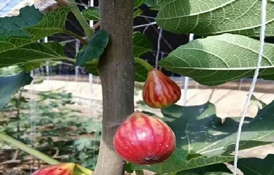 植物修剪|果树什么时候剪枝合适 几月修剪为最佳时间