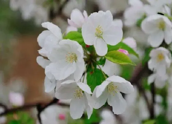 花语|海棠花代表什么花语