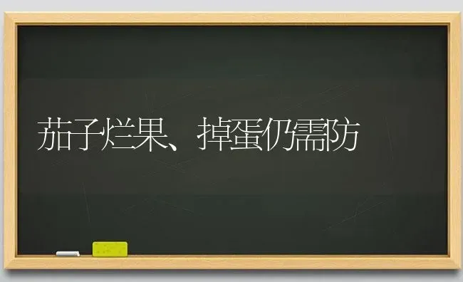 茄子烂果、掉蛋仍需防 | 瓜果种植