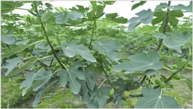 无花果如何施肥 | 种植技术