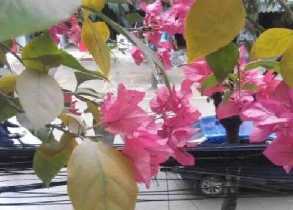 养殖科普|三角梅怕晒吗 怕阳光晒吗