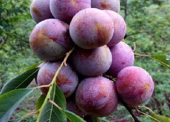 种植管理|李子怎样管理才能又大又甜，李子增大增甜度用什么方法）