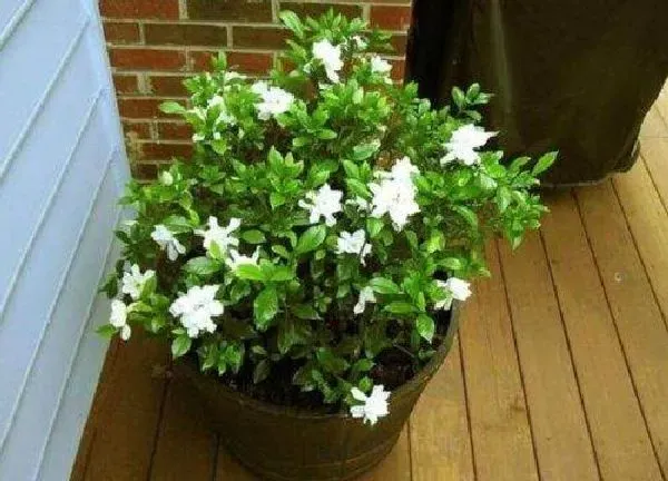 植物移栽|盆栽什么时候换盆合适