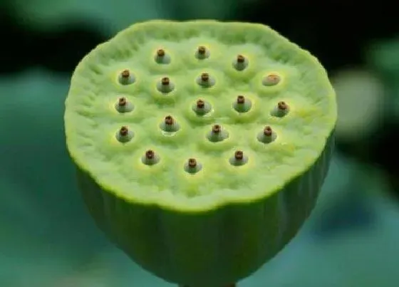 植物百科|蓬是什么植物类别