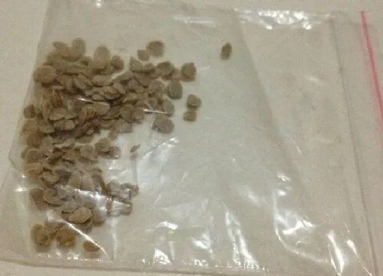 种植育种|圣女果种子什么时候种植最好