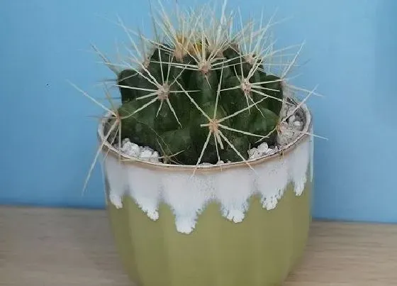 植物排行|陆生植物有哪些