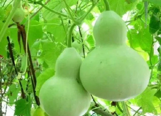 种植管理|葫芦几年结果实 种植多久能长出葫芦果