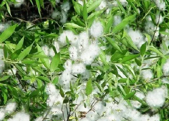 植物百科|杨树开花吗 开的花长什么样子