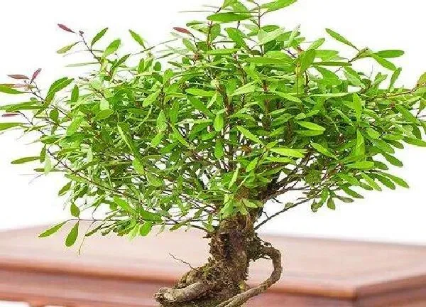 植物浇水|小叶黄杨多久浇一次水