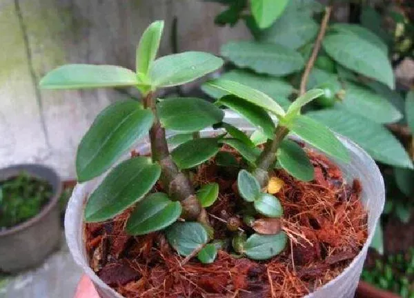 植物扦插|石斛插枝能活吗