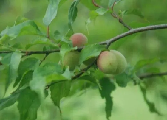 果实科普|梅花树会结果实吗