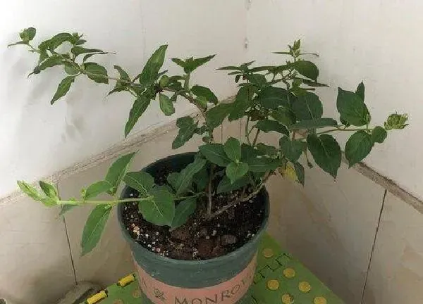 盆景|金银花老桩好活吗（金银花盆栽老桩无细根容易栽活吗）