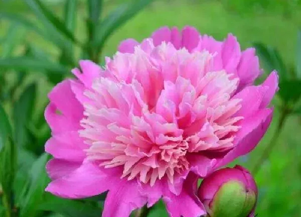 养殖科普|芍药花喜阴还是喜阳