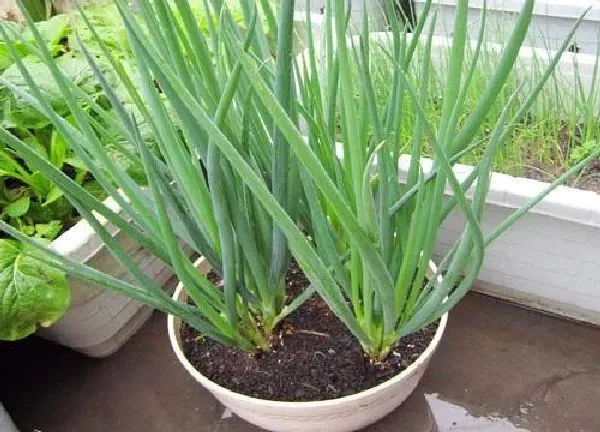 植物换土|种葱用什么土最好