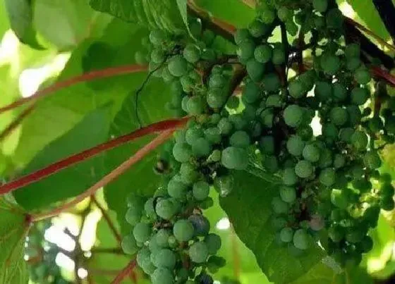 植物百科|葡萄是多年生还是一年生植物 寿命是几年