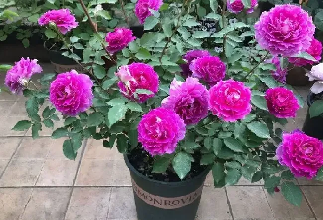 植物种类|又香又勤花又耐热月季（浓香耐晒抗病花期长好养的月季）