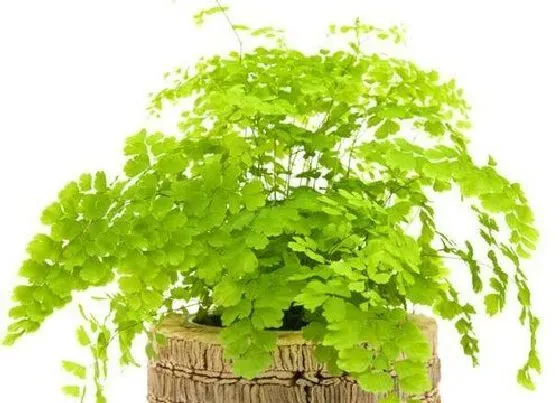 种植土壤|铁线蕨配土方法与种植土壤