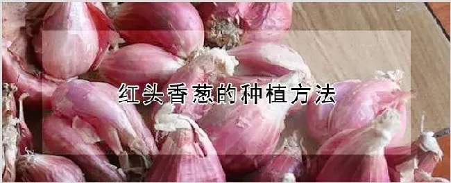 红头香葱的种植方法 | 养殖技术