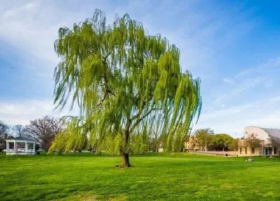 植物寓意|柳树的寓意和象征风水