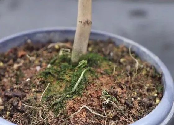 根部|山茶花根系发达吗