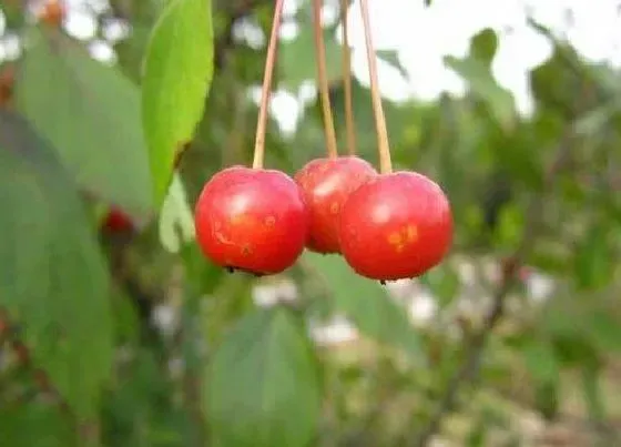 种植管理|八棱海棠树几年结果实