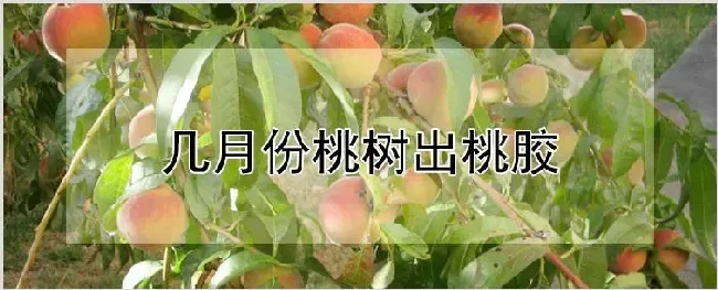 几月份桃树出桃胶 | 种植资料