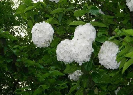 植物毒性|臭球花有毒吗 可以放在室内养吗