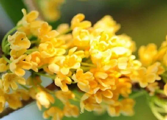 植物百科|桂花有几种颜色 分别是什么颜色