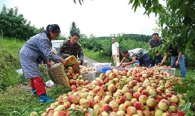 植物病害|桃树小叶病用什么药可以治（桃树小叶病防治方法）