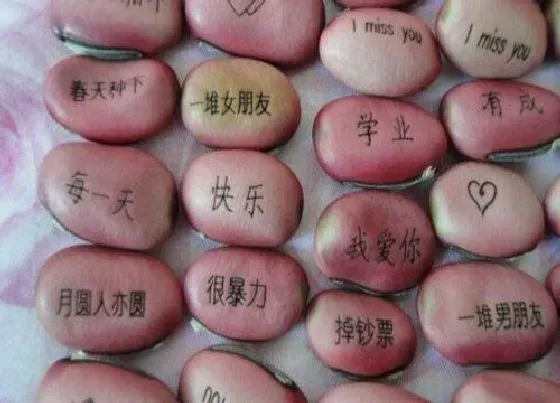 植物百科|许愿豆是什么植物