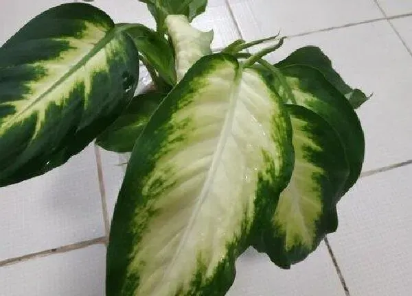 植物浇水|广东万年青的水浇多了怎么办
