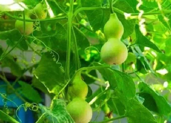种植管理|葫芦几年结果实 种植多久能长出葫芦果