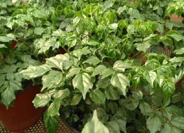 植物浇水|菜豆树怎么浇水 浇水的正确方法