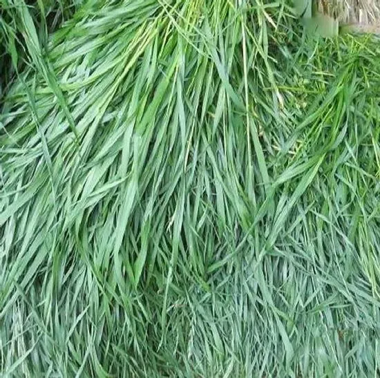 种植管理|黑麦草什么时候种最好，黑麦草种植季节时间和方法）